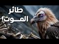 شبح الجبال الصامت الطائر الذي يتغذ ى على العظام شبح الجبال الصامت الطائر الذي يتغذ ى على العظام