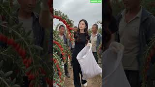 🍒⚙️ Fresh Goji Berry Hand Comb Rake Harvesting