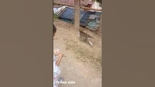 Kasih Monyet Makanan Jajanan pedes | Sampai Minum Tersedak kepedesan