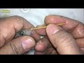 3 Maylandia Estherae cichlid gives birth to 140 baby fish 😍🐬👍🙏