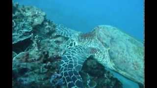 Samoa - Dive Savaii