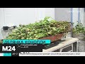 Россиянам разрешили выращивать мак и коноплю в лечебных целях - Москва 24