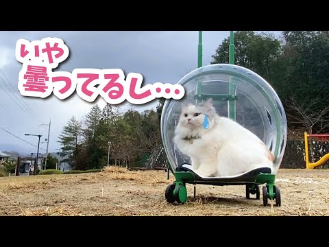 生まれて初めて公園でお散歩する猫がこちら【おしゃべりする猫】