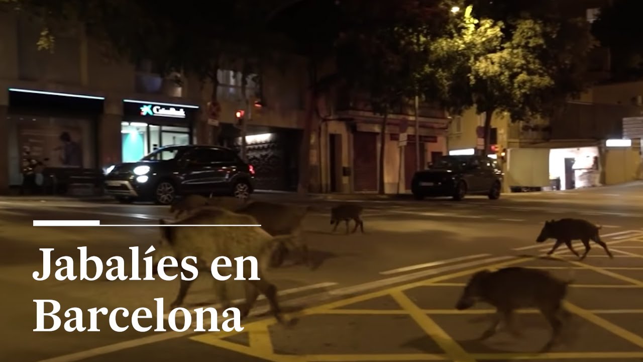 Convivir con los JABALÍES en BARCELONA