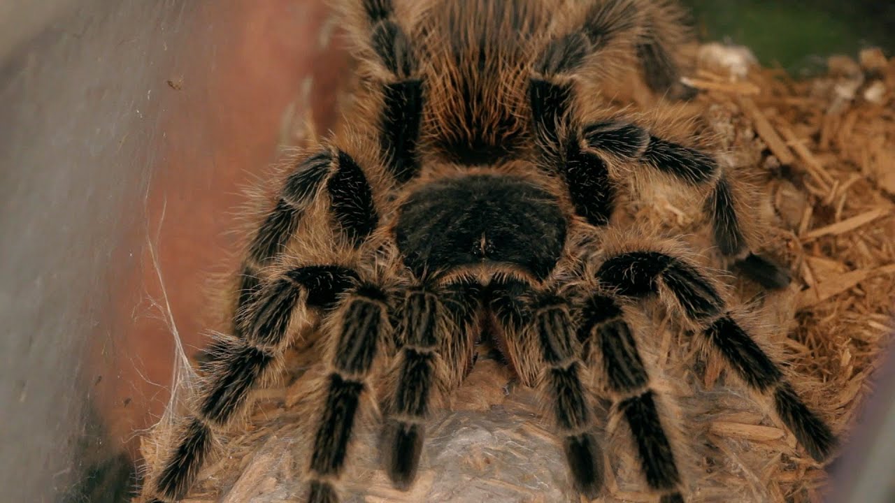 pet tarantulas bite