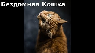 Бездомная Кошка. Аудио рассказ