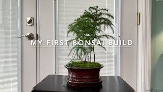 My First Bonsai