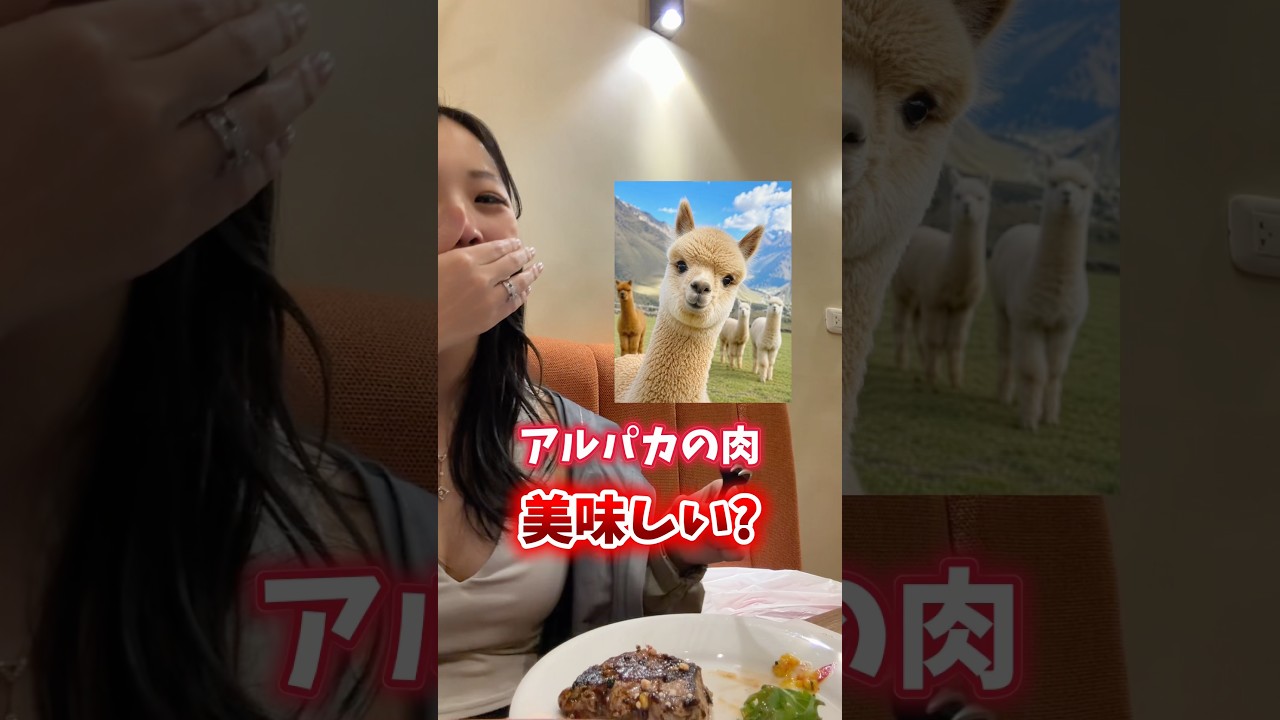 アルパカ🦙かモルモット🐀どっち食べたい?私はもう一回食べるならモルちゃんかな。#海外旅行 #ペルー