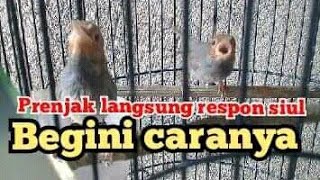 tutorial on how to train the prenjak to respond to whistling