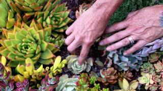 Identifying sunburn on your succulents and what to do about it!