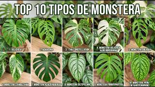 10 Tipos de Monstera: ¿Cuál es la MEJOR para tu casa? 🌿🍃