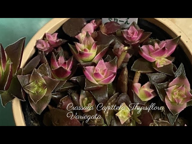 Crassula Capitella ssp Thyrsiflora Variegata/クラッスラ 茜音の塔
