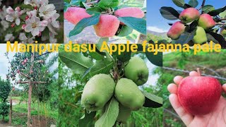 Manipur Apple🍏🍎 Farm (2nd year harvest)