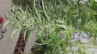LemonGrass CHOP DAY 65 🪓🪓
