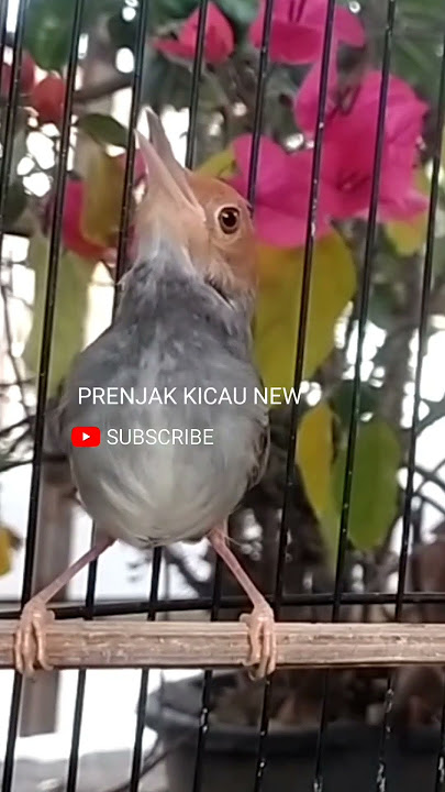 PRENJAK BETINA NGETIR PANJANG. Shorts#