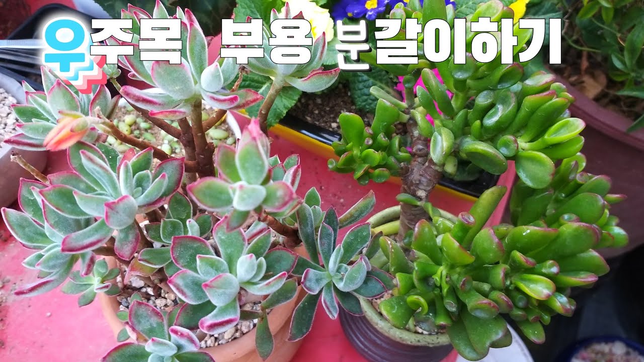 #우주목 2년만에 분갈이 해보았더니  뿌리 상태가 ?# 부용 분갈이하기 #키우기
