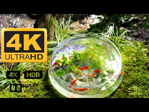 PANASONIC 4K DEMO HDR 2018 (60FPS) SPARKLING AQUARIUM