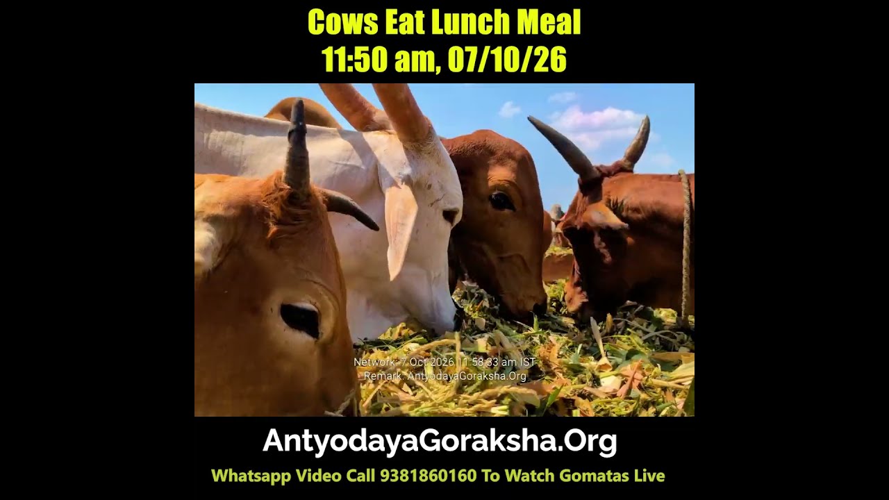 [07 Oct 2026] Cows Munch on Lunch