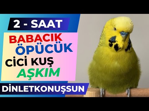 2 Saat Babacık Öpücük Cici Kuş Aşkım Çok net @dinletkonussun