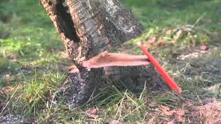 Jonsered Chainsaw Traditional Felling
