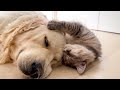 Cutest Pregnant Cat Shows Love to a Golden Retriever