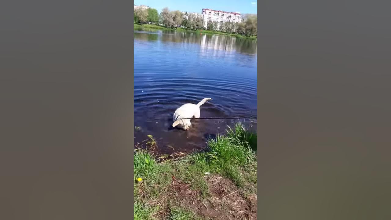 купание красного коня - YouTube