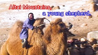 a child riding a twin camel, Altai Mountains in Mongolia, Harhiraa Uul