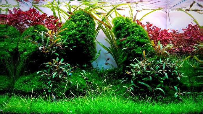 Beginner's Guide: How to Plant Live Aquarium Plants 