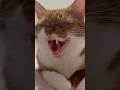 ねぐが怒っている理由 #保護猫 #shorts