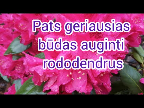 Video: Geriausias Arkanzaso botanikos sodas