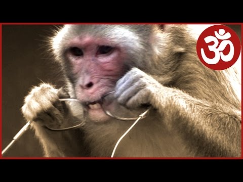 monkey-attacks.-indian-street-gangsters.-funny-macaque