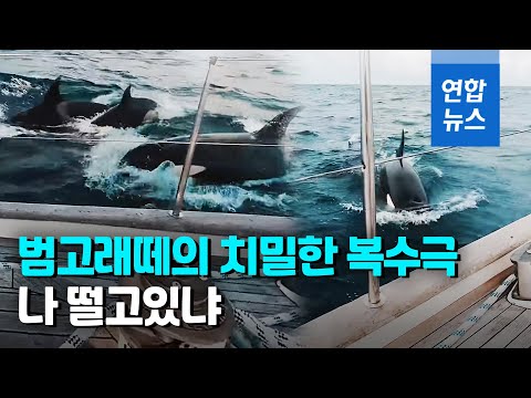 요트 들이받고 물어뜯고 범고래 30마리에게 2시간동안 당했다 연합뉴스 Yonhapnews