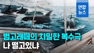 요트 들이받고, 물어뜯고…범고래 30마리에게 2시간동안 당했다 / 연합뉴스 (Yonhapnews)