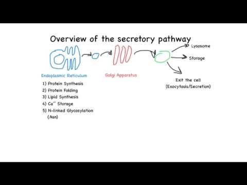 Overview of the secretory pathway