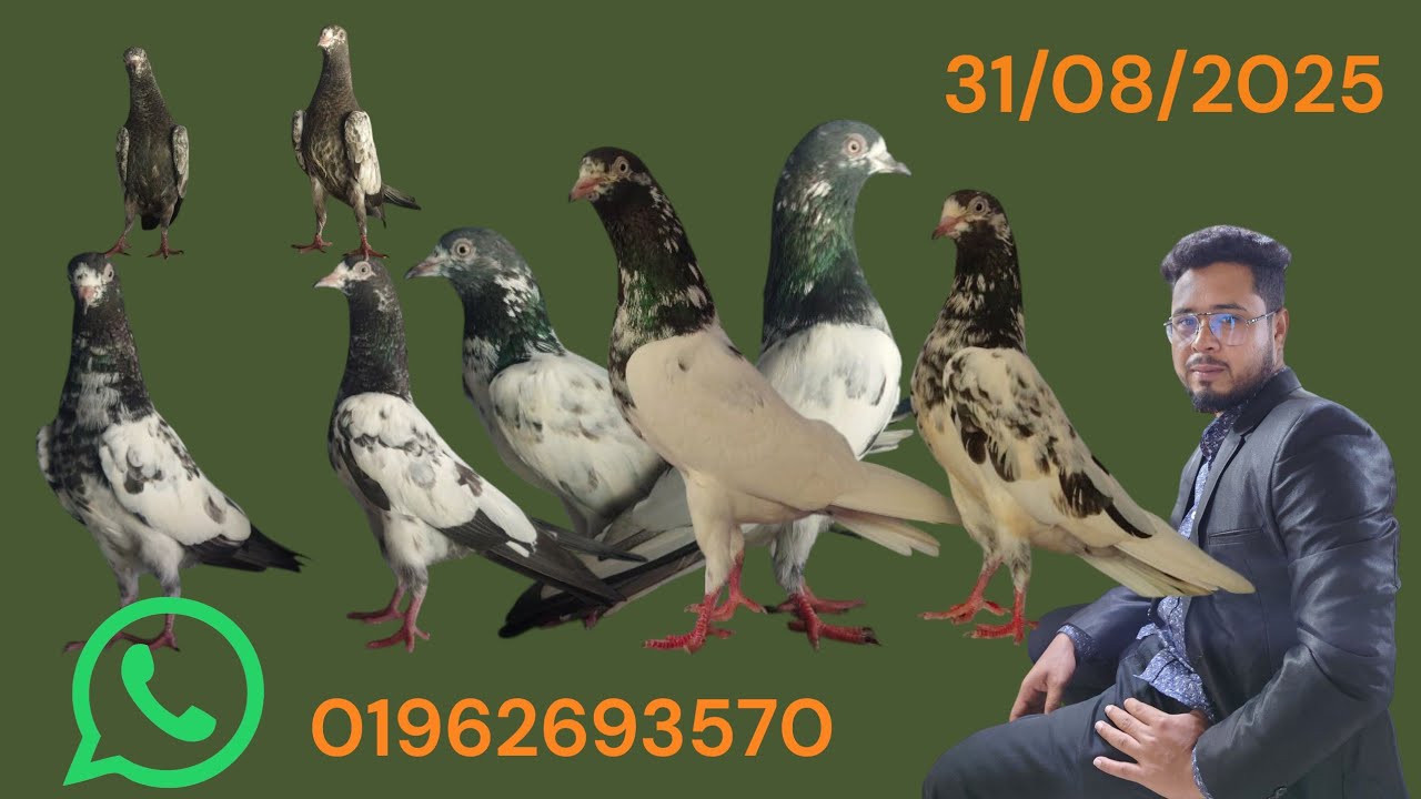 বাংলাদেশের সেরা গলায় লাল কবুতর, টাইগার ডাবওলা কবুতর, ফকিরগুল কবুতর, টেডি কবুতর বিক্রি করা হবে।৩১/০৮