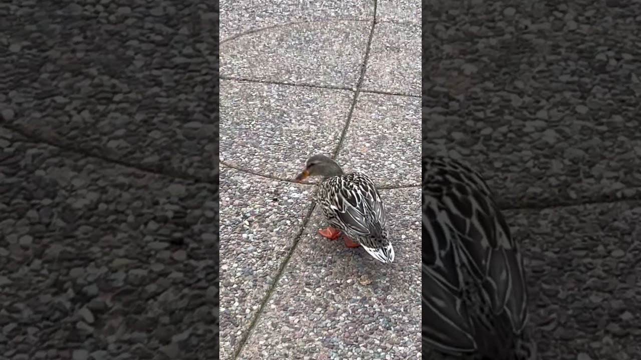 #valentinesday#joy#love#always#true#truelove#unbreakablebond#sweet#lovely#happy#shorts#duck#wildlife