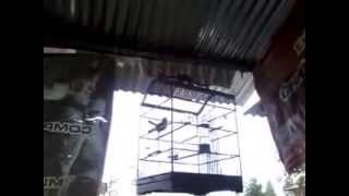 Burung Kacer gacor gak ciut lawan murai,...........