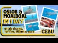 OSLOB &amp; MOALBOAL, CEBU (WHALE SHARKS, TURTLES &amp; LECHON) FULL EXPERIENCE