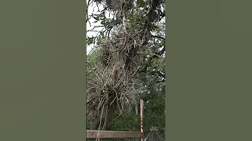 The Truth About Ball Moss 