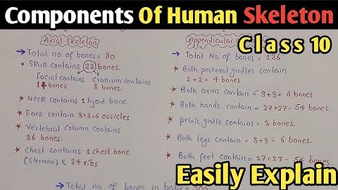 Components Of Human Skeleton | Axial And Appendicular Skeleton | Class 10 Biology