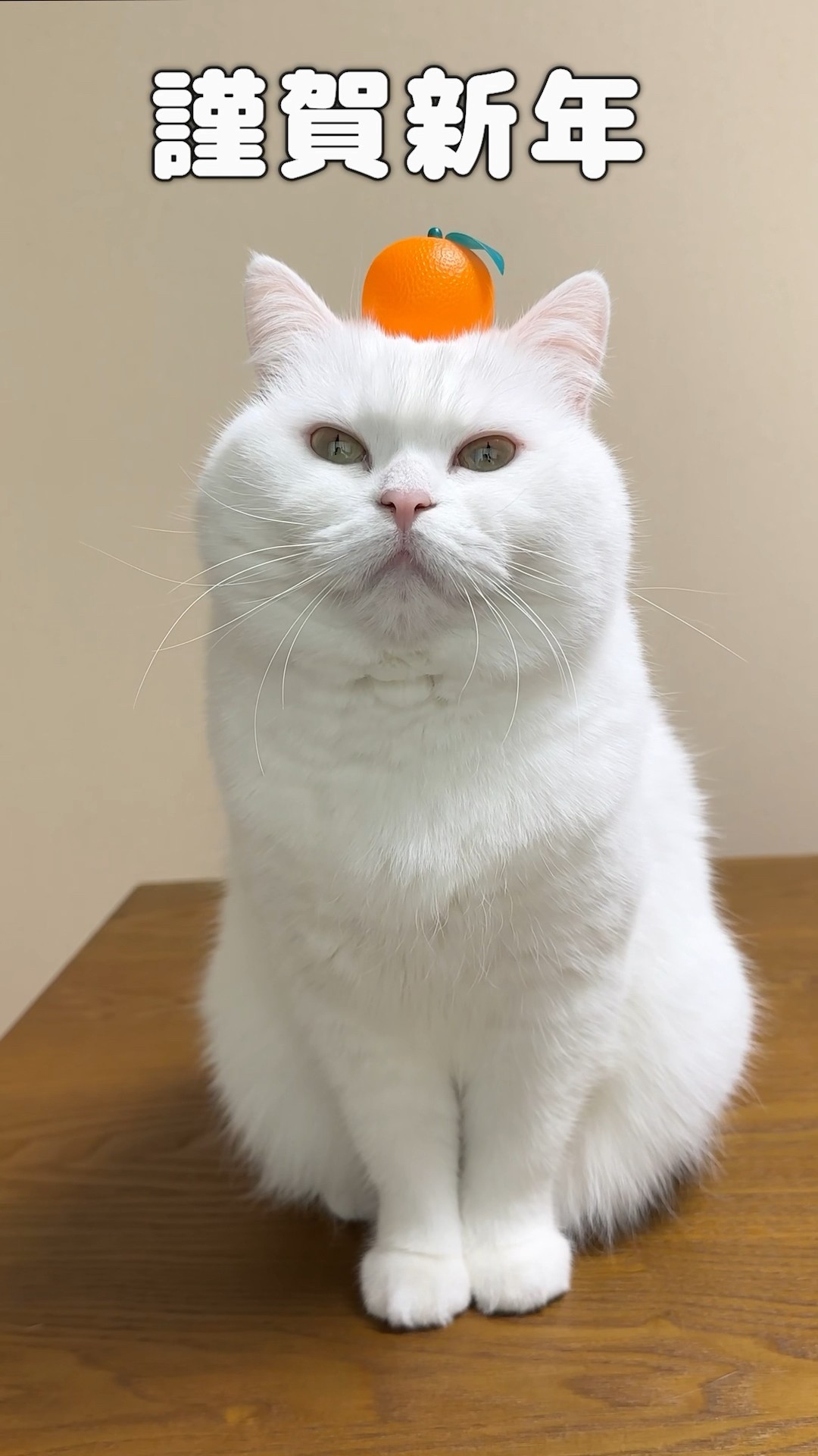 ねこ鏡餅　一体型　クリーム色　少し大きめサイズ ねこ鏡餅 一体型 クリーム色 少し大きめサイズ ねこ鏡餅 一体型