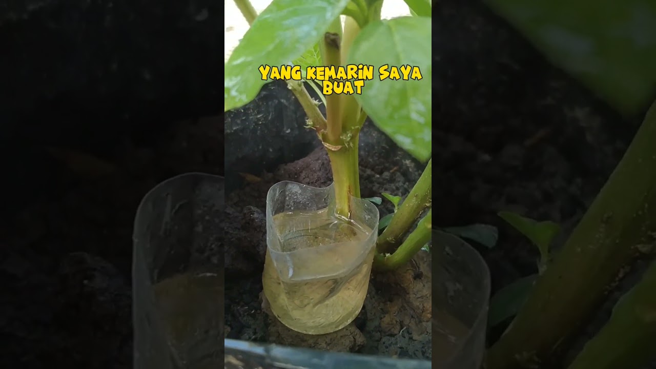 cara perbanyak bayam potong