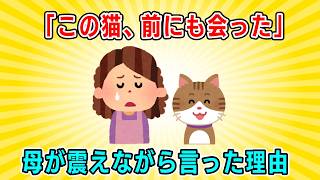 【2ch NNN】「この猫、前にも会った」母が震えながら言った一言