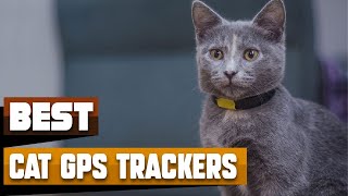 The 4 Best Cat GPS Trackers of 2024