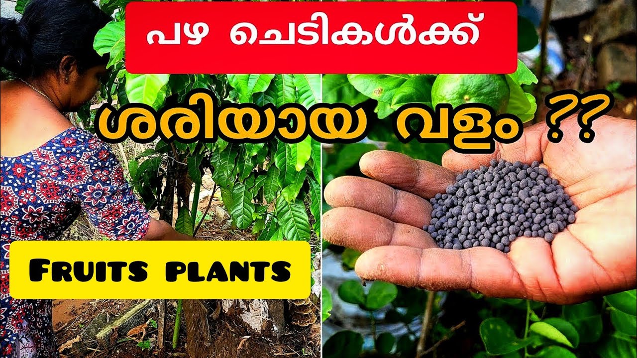 പഴ ചെടികൾ പെട്ടെന്ന് പൂവിടാനും കായ്ക്കാനും|Best fertilizer for fruits plants malayalam