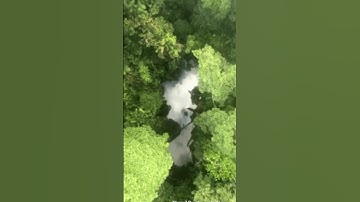 Can You Believe Me 🤯 || These Trees Can Walk! || #mystery #shorts