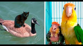 Surprising funny birds animal compilation video - 2022 latest | funny birds | funniest birds ever