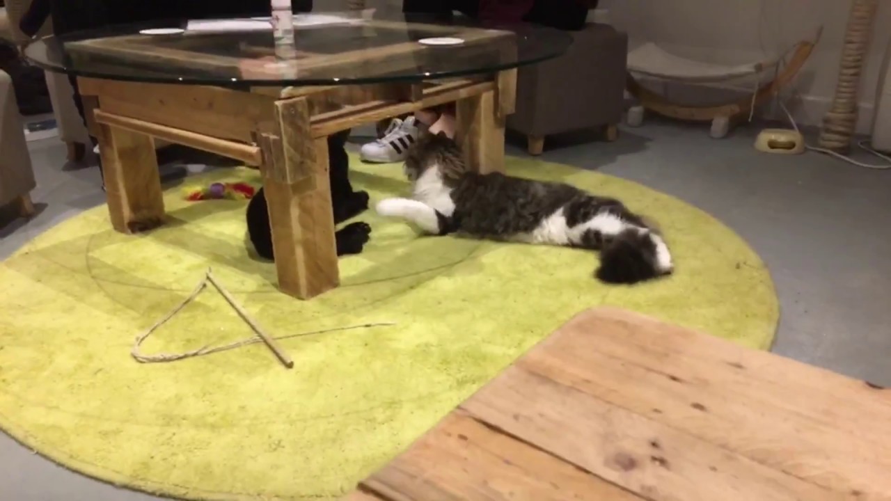 Pause Cat Cafe Bournemouth YouTube