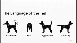 Why Do Animals Have Tails? And What Is Their Purpose?