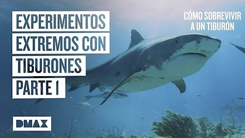 ¿Cómo se ahuyenta a un tiburón?